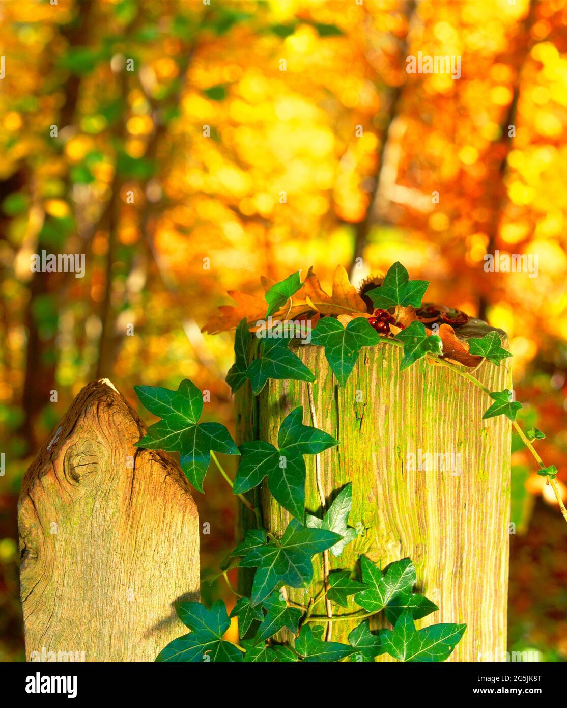 Marienkäfer, unter Herbstblättern, mit Efeu, Stockfoto