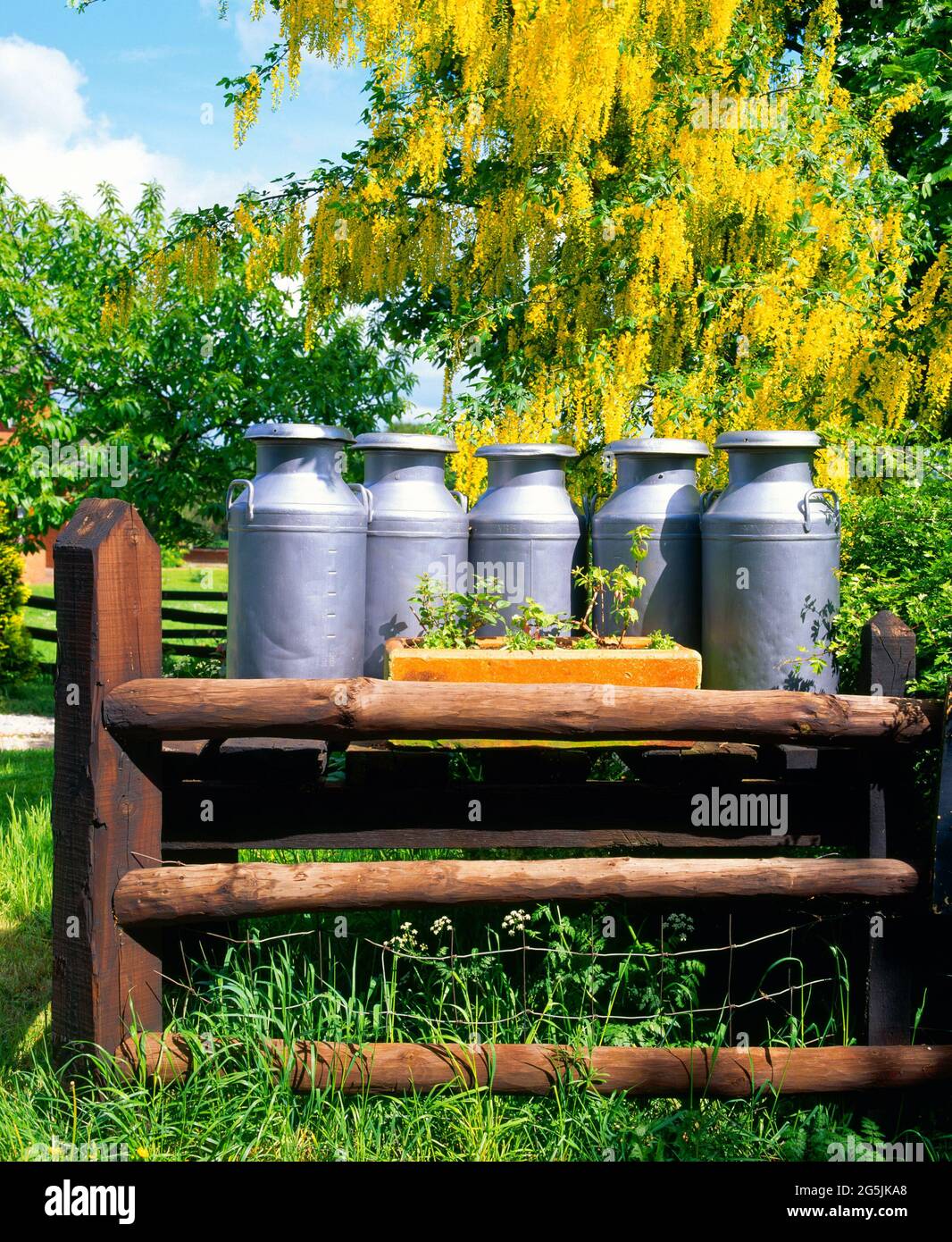 Milchkänner, am Eingang des Bauernhofs, Frühling, Stockfoto