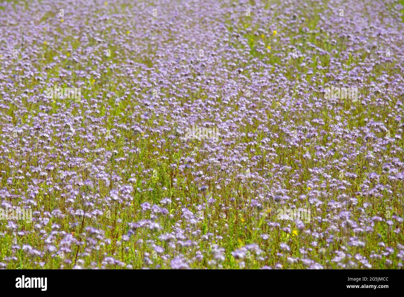 Phacelia tanacetifolia ist auch bekannt als lacy Phacelia, blaues oder purpurfarbenes Blumenfeld, das für Honigbienen gepflanzt wurde. Draußen an warmen Sommertagen. Stockfoto