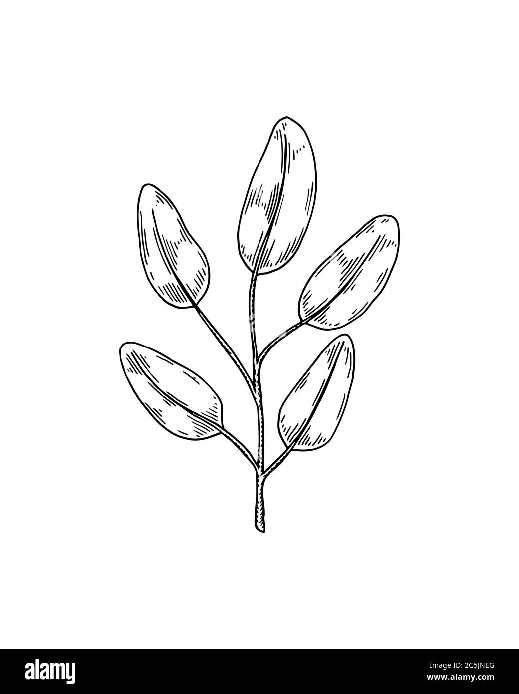 Handgezeichneter Zweig mit isolierten Blättern auf weißem Hintergrund. Vektorgrafik im Skizzenstil Stock Vektor