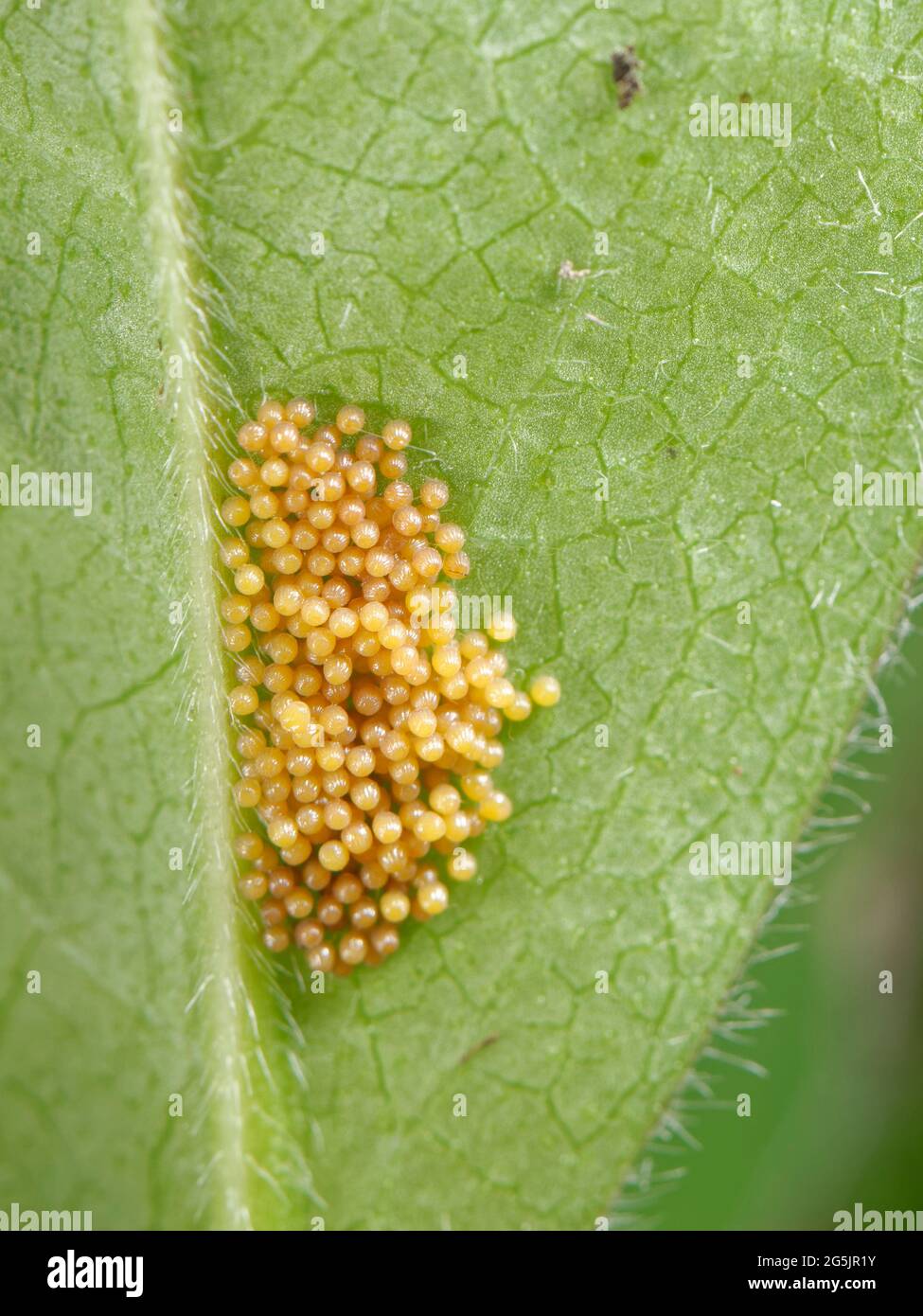 Auf der Unterseite eines Teufelsblatts (Succisa pratensis), der Larvennahrung, liegt ein Ei-Cluster aus frittillärem Schmetterling (Phria aurinia) Stockfoto