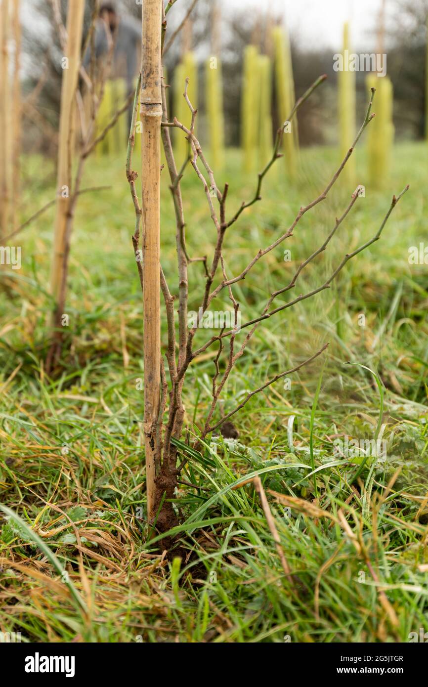 Hecken-/Baumbepflanzung mit einheimischen Arten auf einem Re-wilding-Projekt Stockfoto