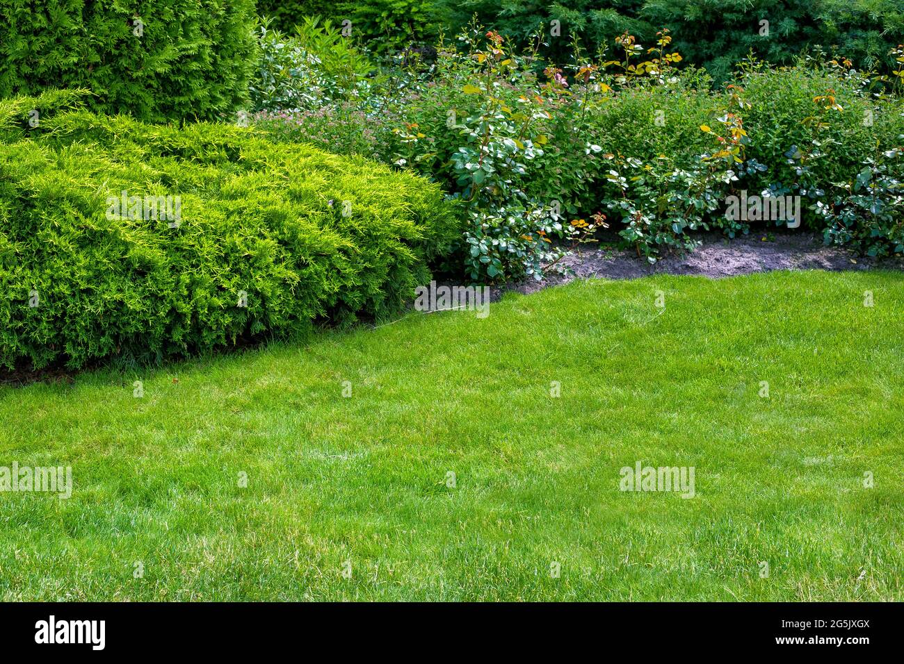 Immergrner Busch aus Thuja und Rosen in einem Gartenblumenbeet,  Landschaftsgestaltung mit Rasen und Pflanzen mit Kopieplatz, niemand  Stockfotografie - Alamy