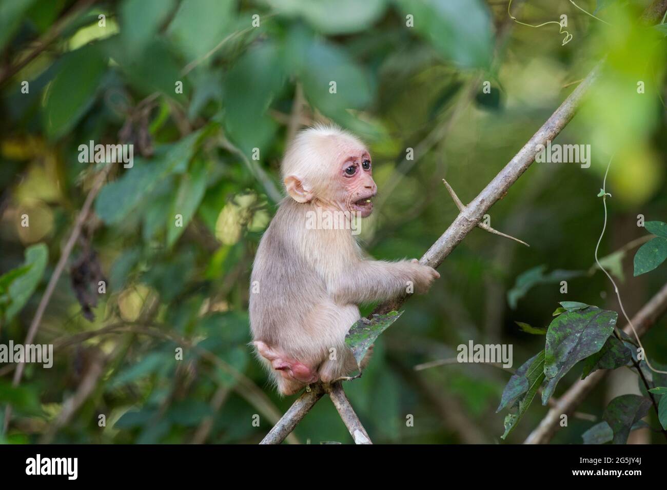 Ein Dickschwanzmakak im thailändischen Dschungel Stockfoto