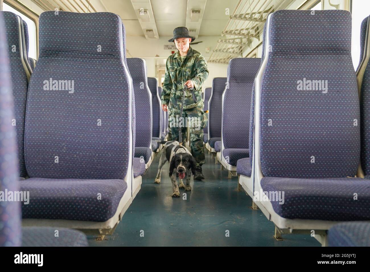 Harbin, China. Juni 2021. Die Polizeihunde nehmen am 28. Juni 2021 an Trainings auf der Trainingsbasis in Harbin, Heilongjiang, China, Teil.(Foto: TPG/cnsphotos) Quelle: TopPhoto/Alamy Live News Stockfoto