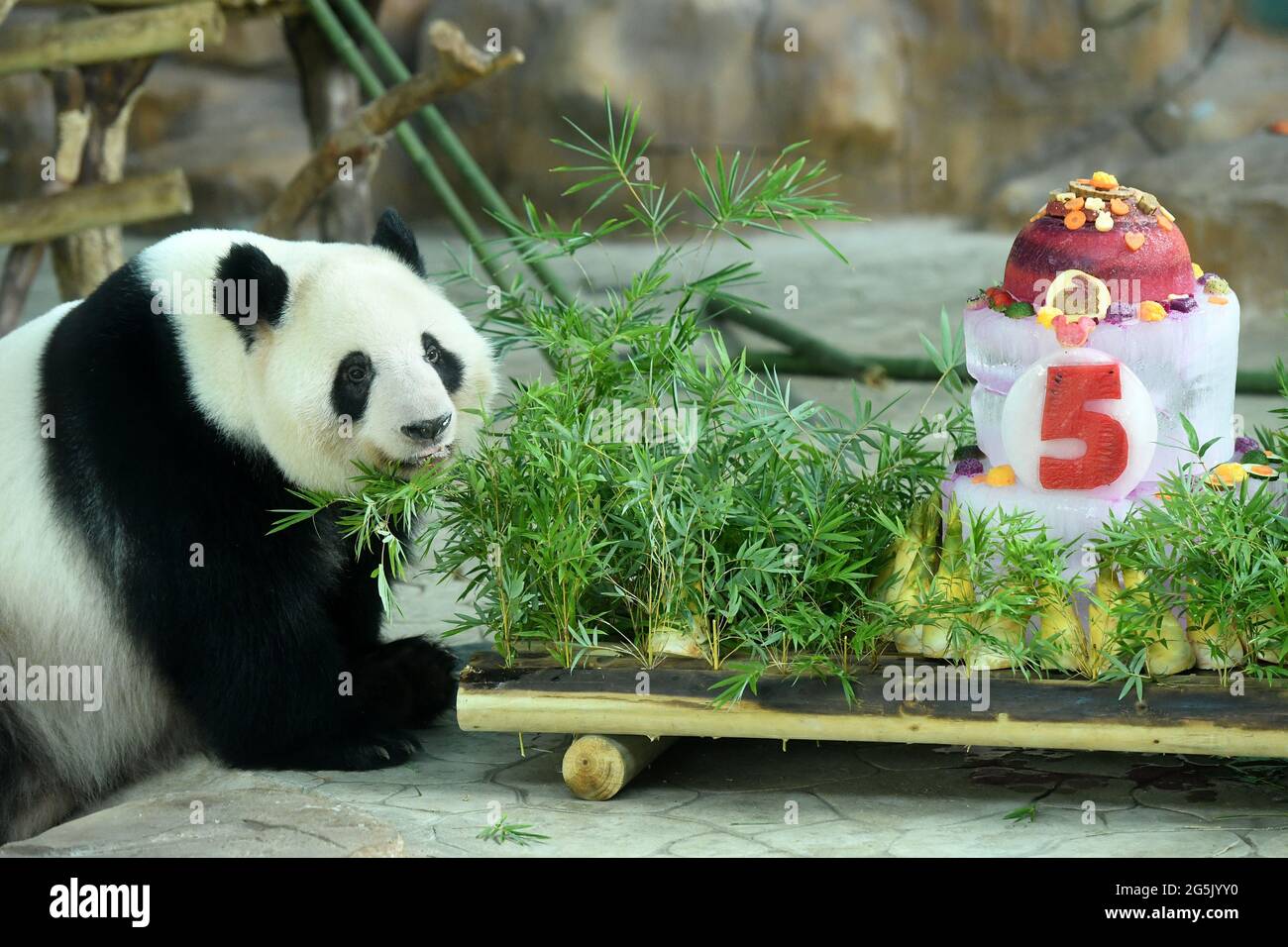 Nanning, China. Juni 2021. Der Bruder und die Schwester Pandas essen Eiskuchen, um ihren 5. Geburtstag am 27. Juni 2021 in Nanning, Guangxi, China, zu feiern.(Foto von TPG/cnsphotos) Quelle: TopPhoto/Alamy Live News Stockfoto