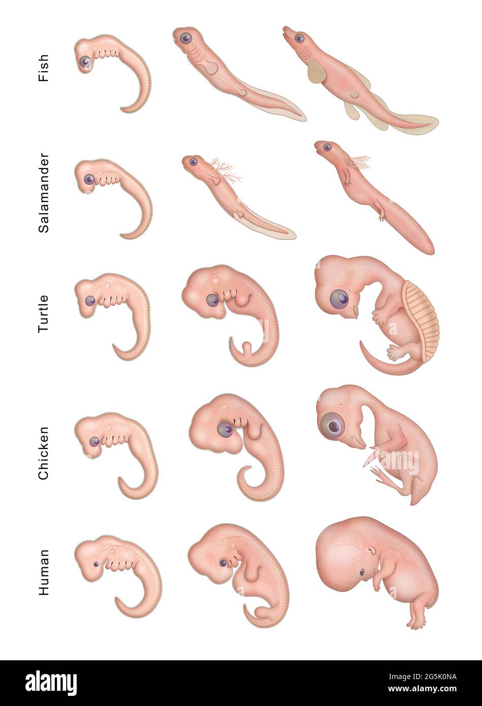 Verschiedene Stadien Frühe Embryonale Entwicklung Stockfoto
