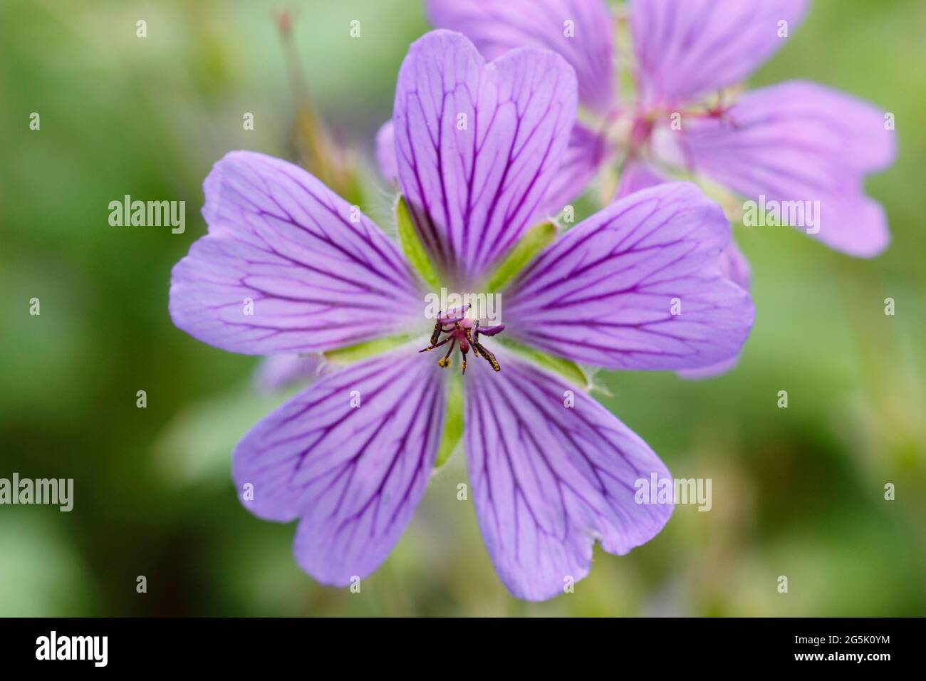 Geranium 'Philippe Vapelle' Cranesbill mit charakteristischen Lavendelblüten. Ein Hybrid, Synonym Geranium renardii 'Philippe Vapelle' Stockfoto