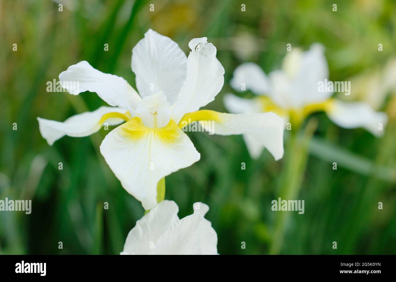 Iris sanguinea 'Schneekönigin'.Sibirische Iris 'Schneekönigin mit charakteristischen weißen Blüten mit gelben Kehlen. Stockfoto