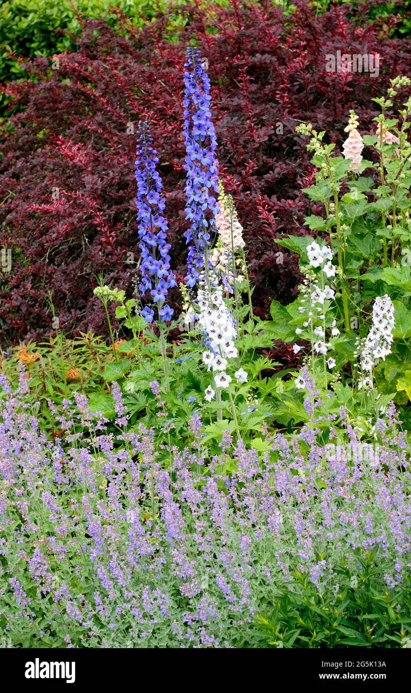 Sommergarten Grenzen mit Delphinien, die mit Nepeta Walkers niedriger Minze unterpflanzt sind Stockfoto