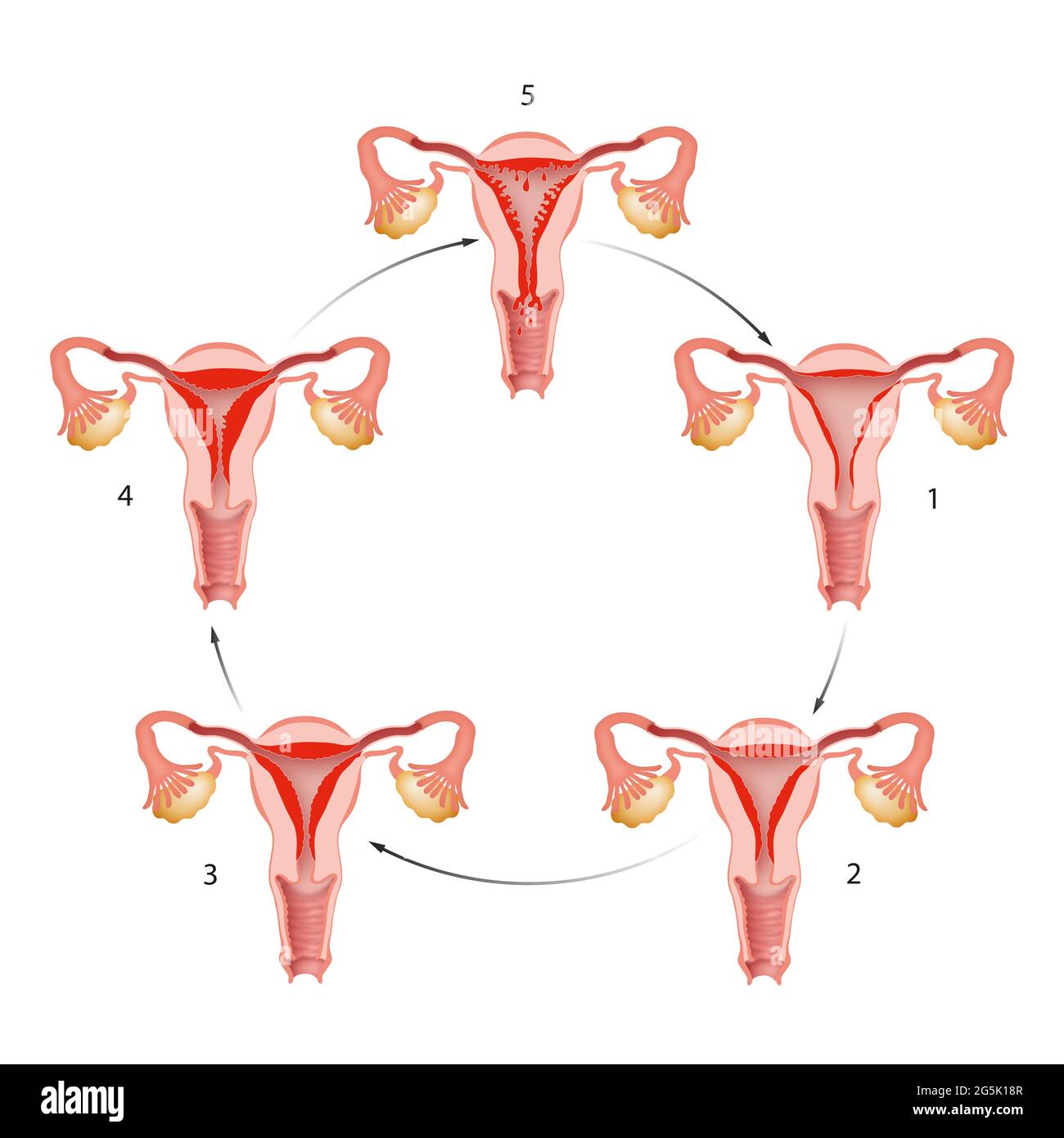 Die Phase des Menstruationszyklus. Stockfoto