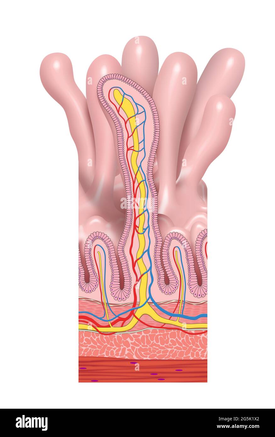 Anatomische Struktur des Dünndarms. Villi und Epithelzellen mit Mikrovilli-Illustrationen Stockfoto