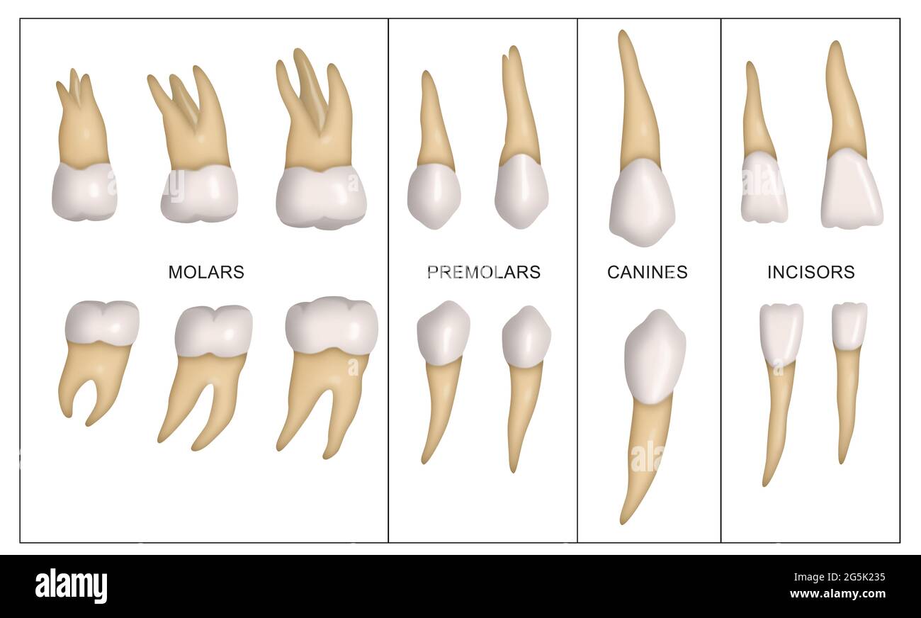 Arten von menschlichen Zähnen Stockfoto