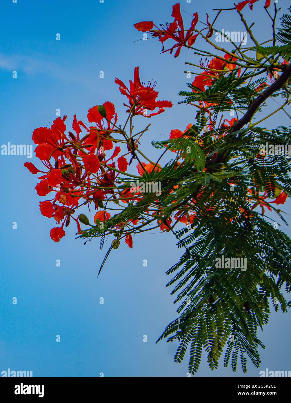 Rote Caesalpinia pulcherrima Pfauenblütenzweig hängt am Baum in blauem Himmel Stockfoto