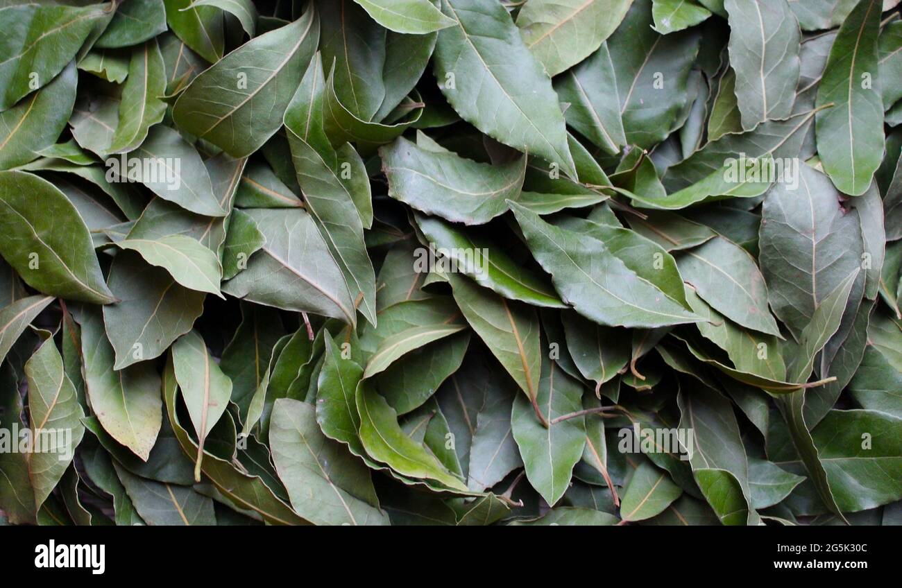 Hintergrund aus getrockneten grünen Lorbeerblättern. Gewürze für Fleischgerichte. Stockfoto