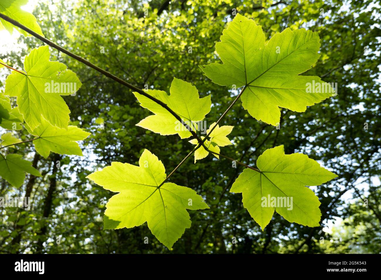Hinterleuchtete Blätter des Sycamore (Acer pseudoplatanus)-Baumes im Hochlandwald, Dartmoor, Devon, Großbritannien Stockfoto