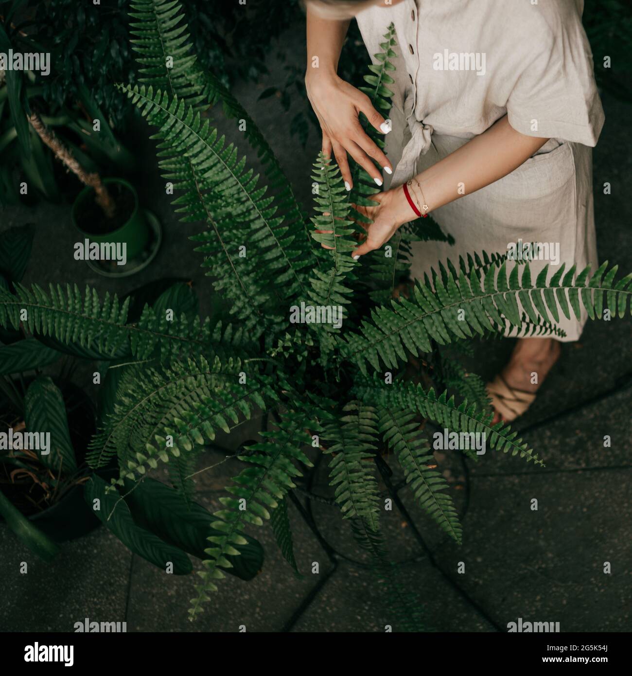 Schneiden Sie Fotos von Frauenhänden, Pflege für Blumen im Garten zu Hause. Privatsphäre in einer kleinen Ecke von Grün. Das Konzept der Blumenzucht Stockfoto