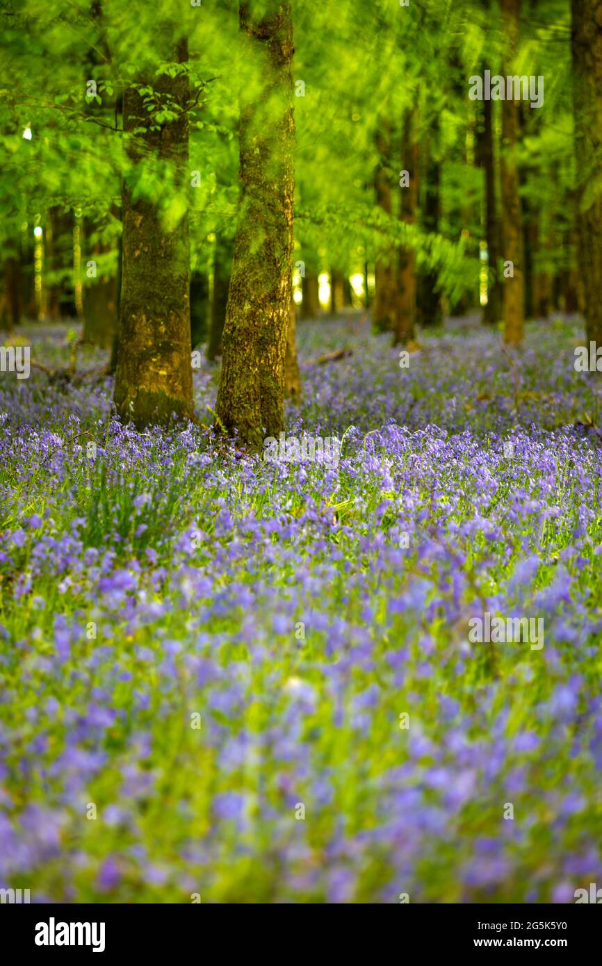 Bluebells in Ashmore Wood, Ashmore, Cranborne Chase AONB, Dorset, England, Vereinigtes Königreich, Europa Stockfoto