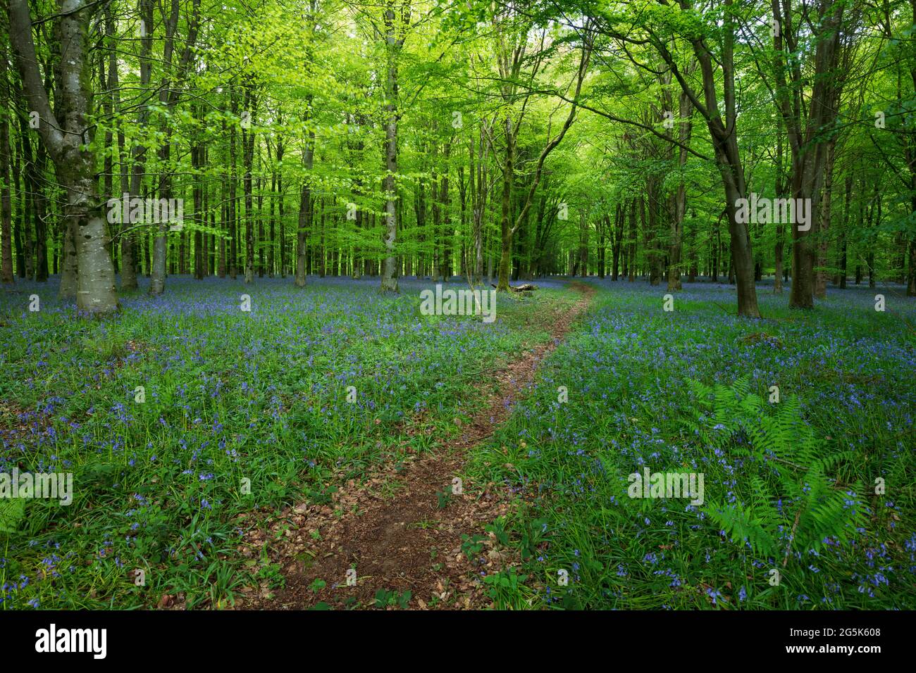 Fußweg durch Bluebells in Ashmore Wood, Ashmore, Cranborne Chase AONB, Dorset, England, Vereinigtes Königreich, Europa Stockfoto