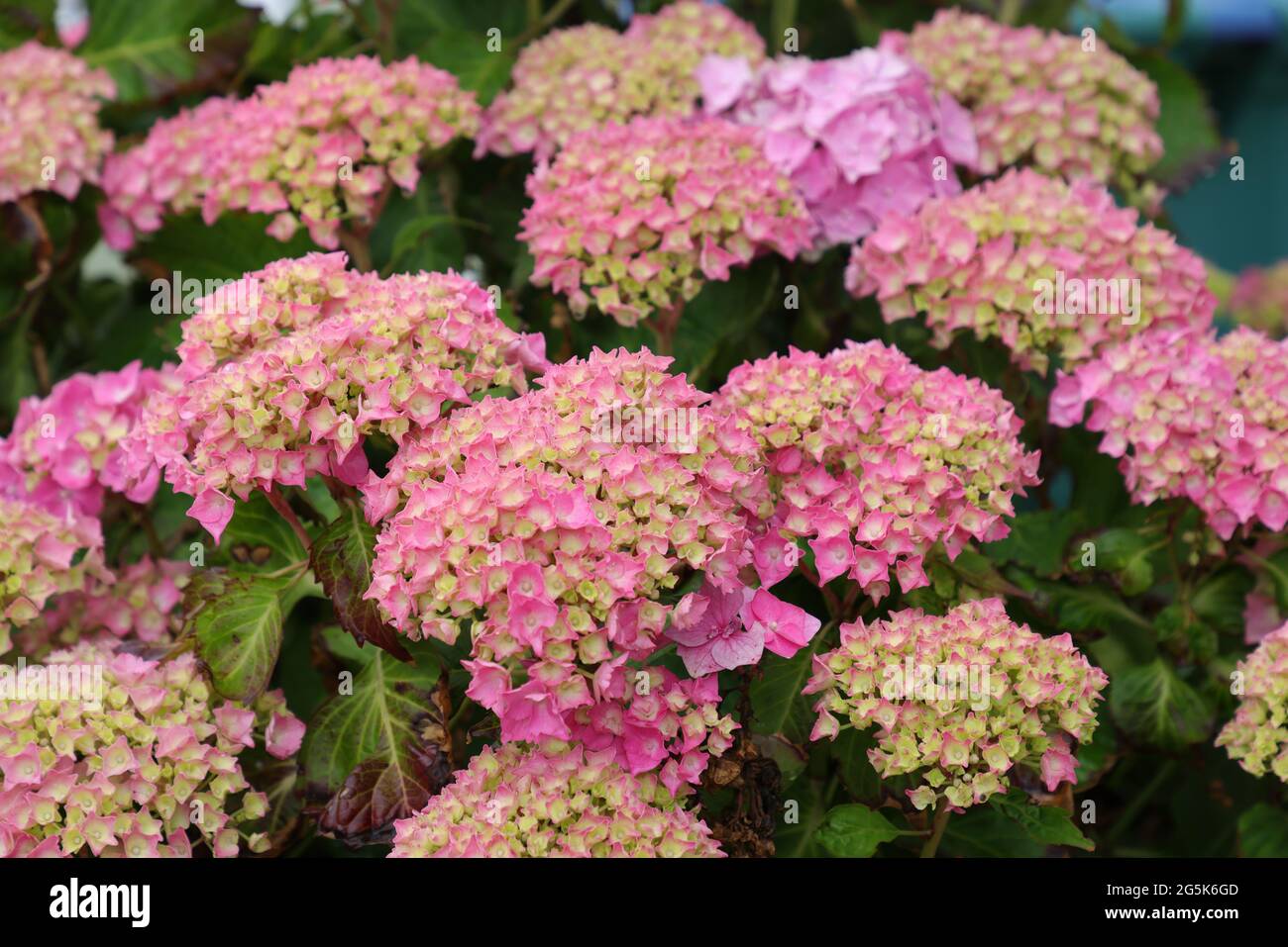 Nahaufnahme der Blüten der Hydrangea macrophylla. Stockfoto