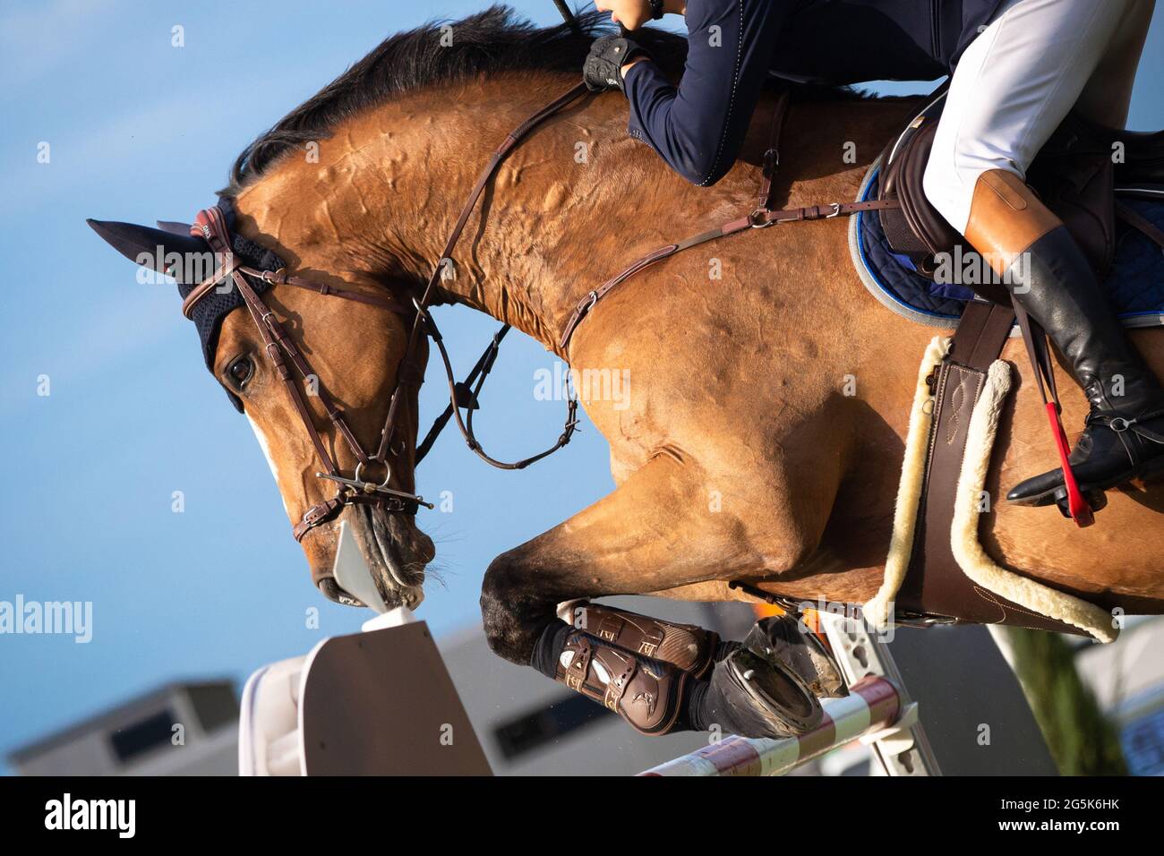 Pferdesport Foto-Themen: Springen, Show Jumping, Reiten. Stockfoto
