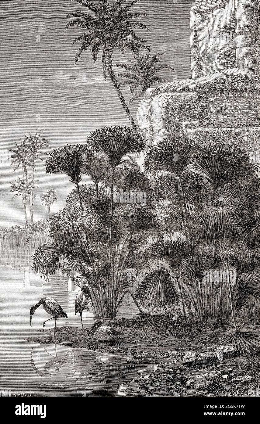 Der afrikanische heilige Ibis (Threskiornis aethiopicus) ernährt sich inmitten ägyptischer Papyrus-Pflanzen (Cyperus Papyrus). Papyrus, ein Material, das dem dicken Papier ähnelt, das aus der Mitte der Papyrus-Pflanze hergestellt wurde, wurde in der Antike als Schreibfläche verwendet. Aus dem Universum oder, das unendlich große und das unendlich kleine, veröffentlicht 1882. Stockfoto