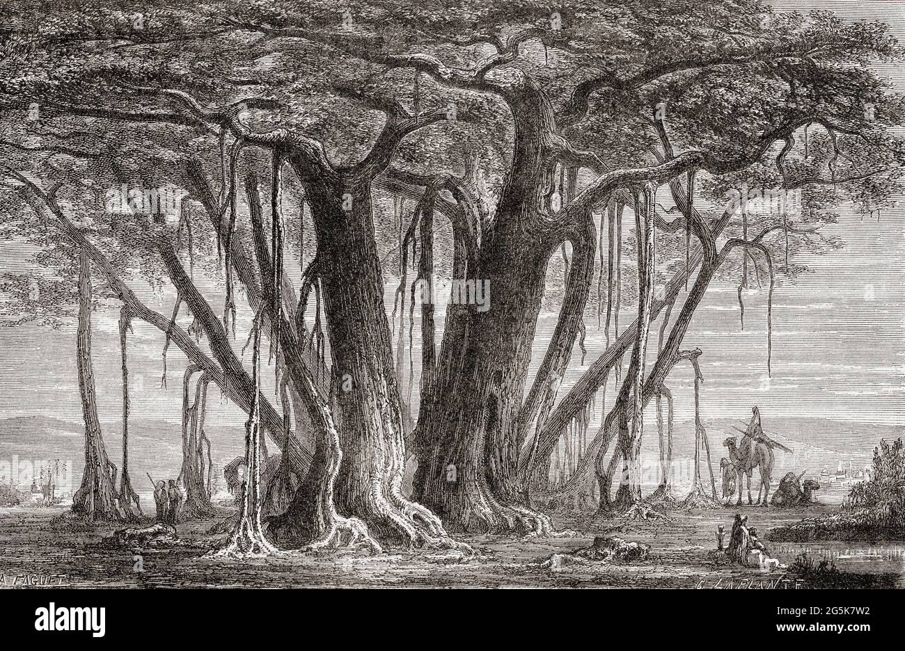 Der Bodhi-Baum, auch bekannt als Pagode-Feigenbaum, Bodhi-Feigenbaum oder Bo-Baum (Ficus religiosa) mit seinen luftigen oder zuadventiösen Wurzeln. Dies ist der Baum, unter dem Gautama Buddha die Erleuchtung erlangt haben soll. Aus dem Universum oder, das unendlich große und das unendlich kleine, veröffentlicht 1882. Stockfoto