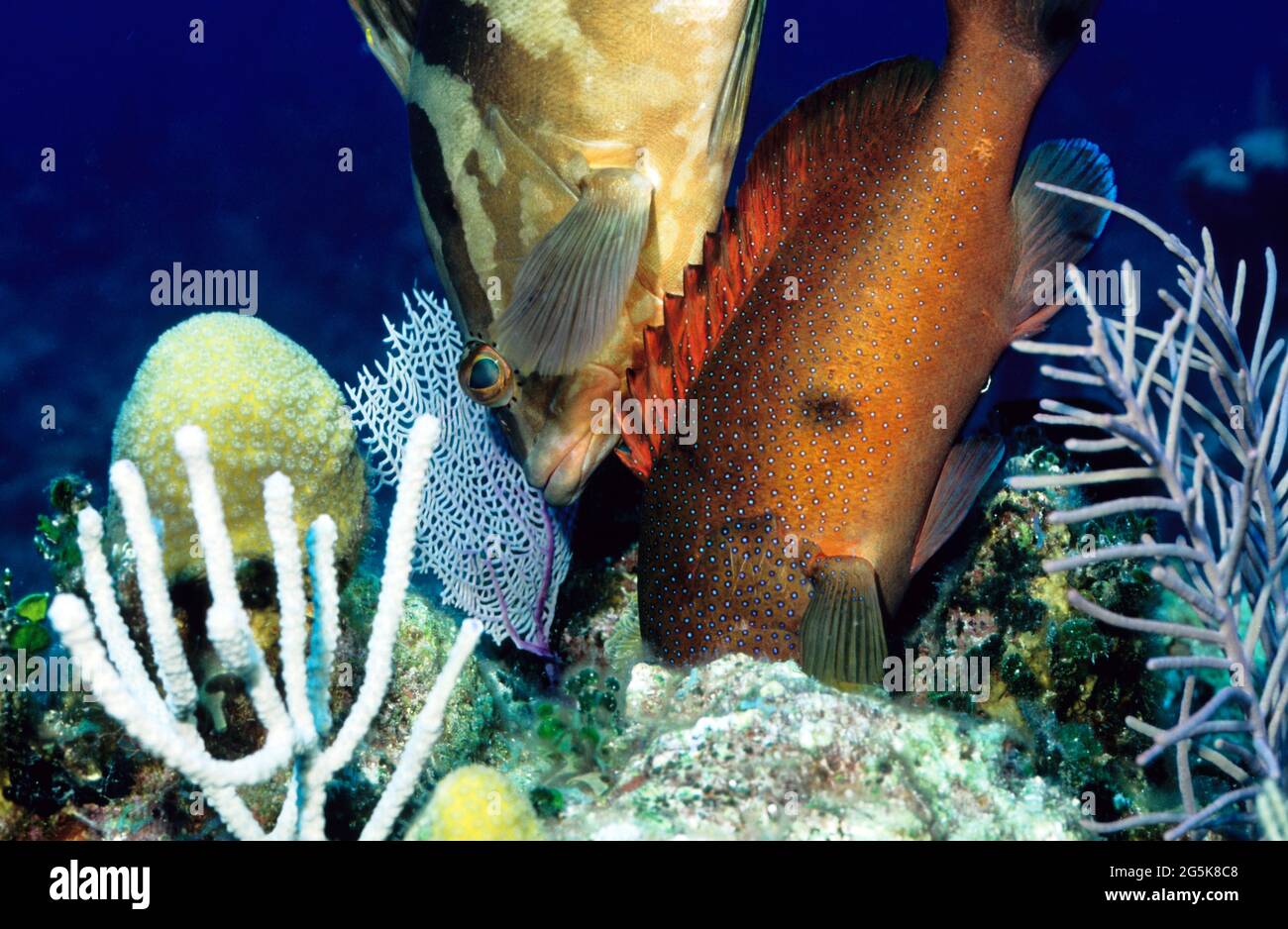 Nassau Zackenbarsch und coney auf der Nahrungssuche in Korallen, Provo, Turks- und Caicos-Inseln Stockfoto