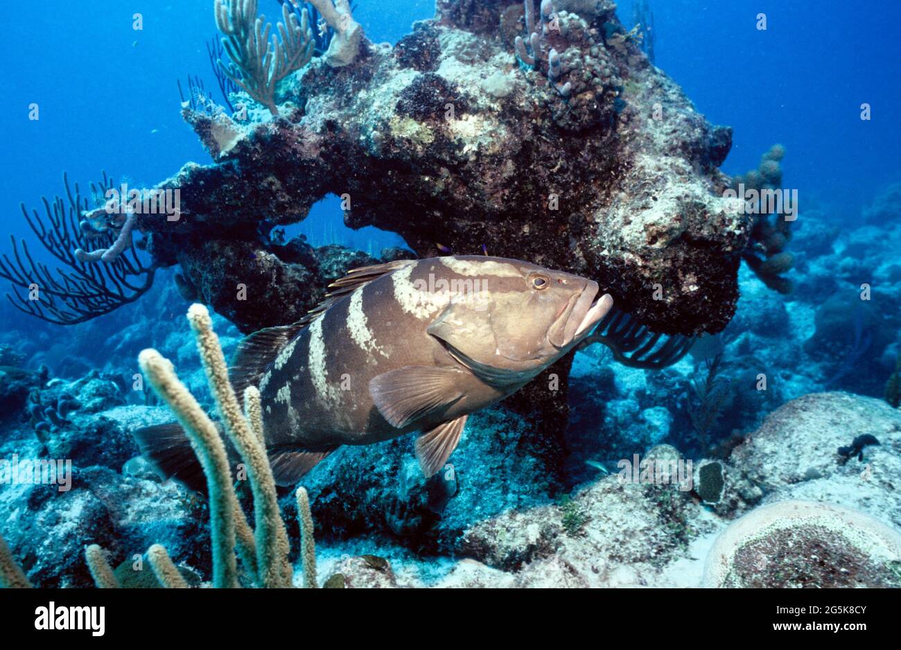 Nassau-Zackenbarsch (Epinephelus striatus) auf Korallenriff, Provo, Turks- und Caicos-Inseln Stockfoto