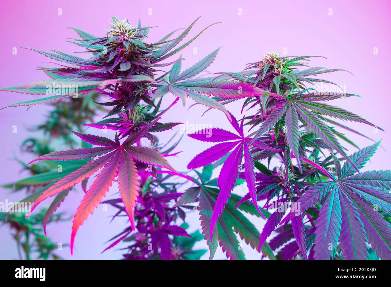Cannabis blühende Pflanzen in lila Neonfarbe. Frischer neuer Look für die landwirtschaftliche Sorte Marihuana. Bunte lebendige Hanf Hintergrund. Gut für kosmetische b Stockfoto