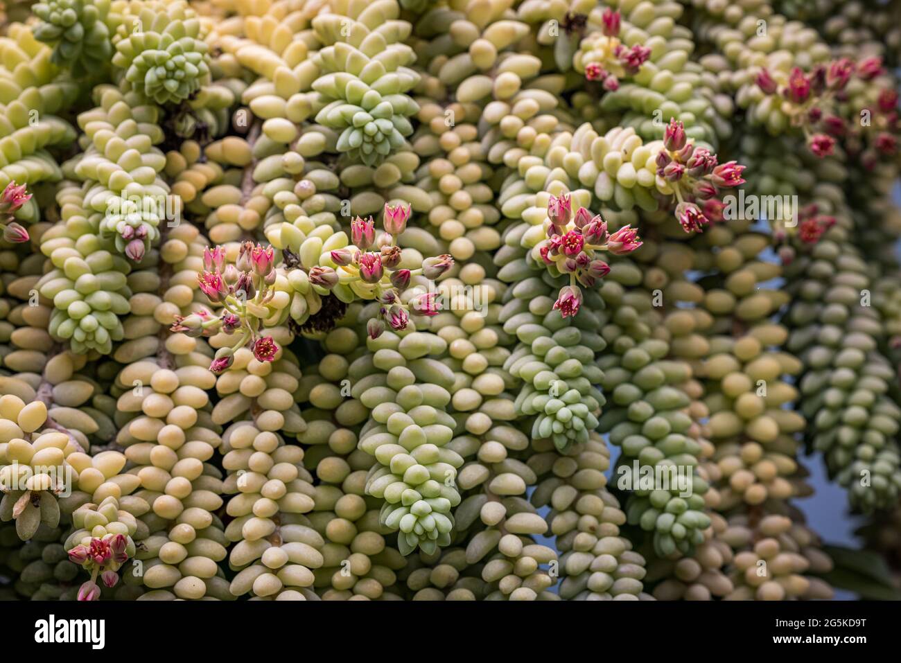 Nahaufnahme einer saftigen Pflanze mit kleinen rosa Blüten Stockfoto
