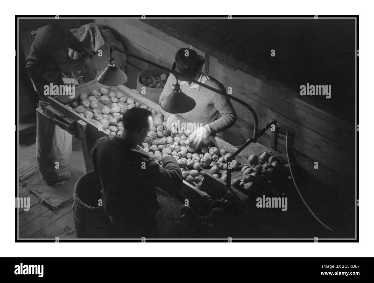 Lebensmittelproduktion 1942 WW2 USA Amerika Kartoffeln von Hand bei der Woodman Potato Company, einem der größten Fotografen in der Karibik, Maine, USA Jack Delano Stockfoto