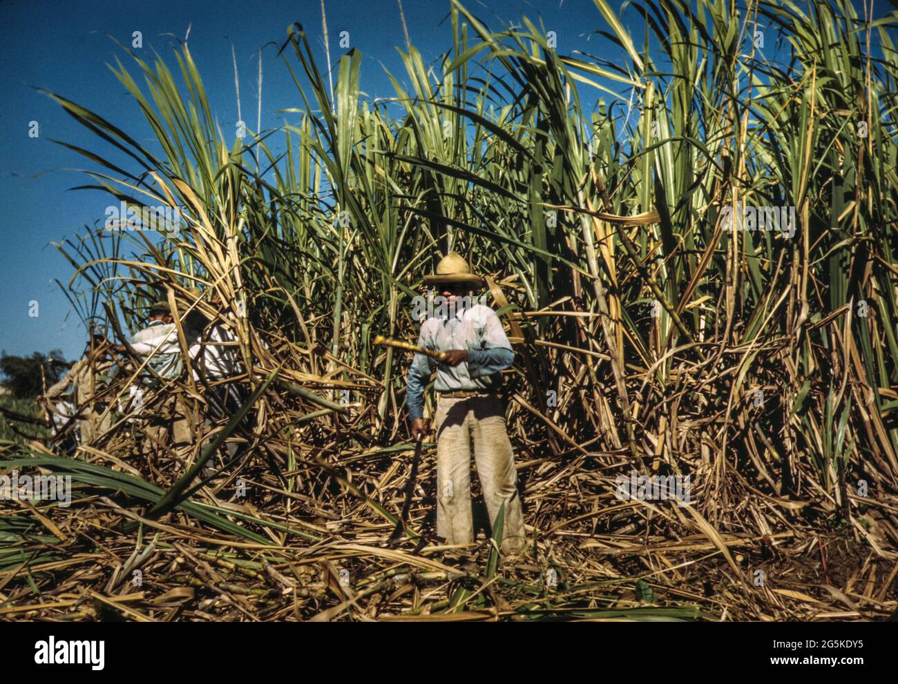 Zuckerrohrarbeiter aus den 40er Jahren ernten im reichen Zuckerrohrfeld in der Nähe von Guanica, Puerto Rico. Jack Delano Fotograf 1942. Jan. WW2 Lebensmittelproduktion - Landarbeiter Zuckerplantagen Ernte Vereinigte Staaten--Puerto Rico--Guanica Stockfoto