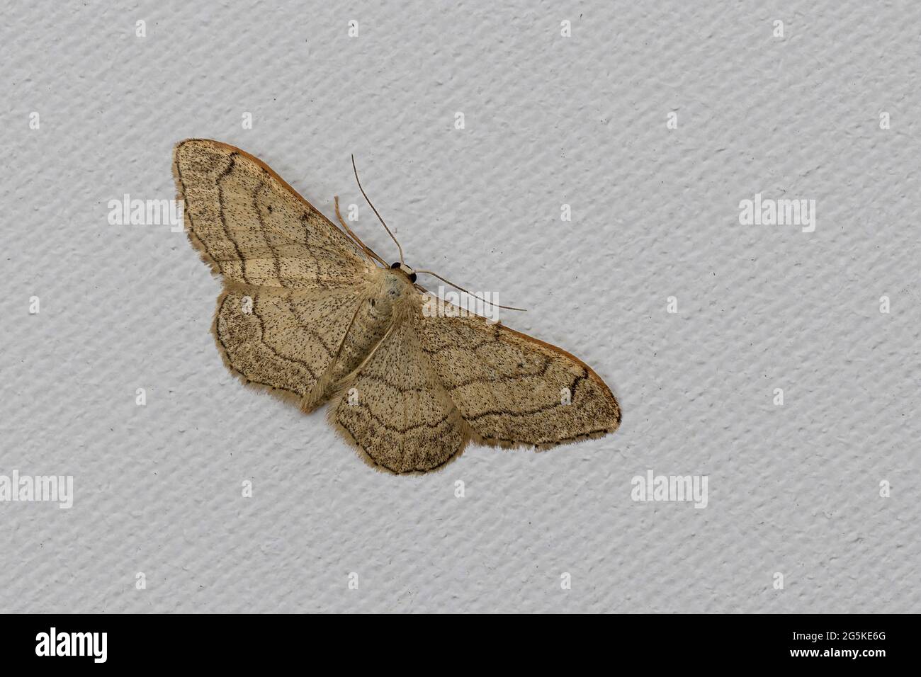 Riband Wave Moth (Idaea aversata) Stockfoto