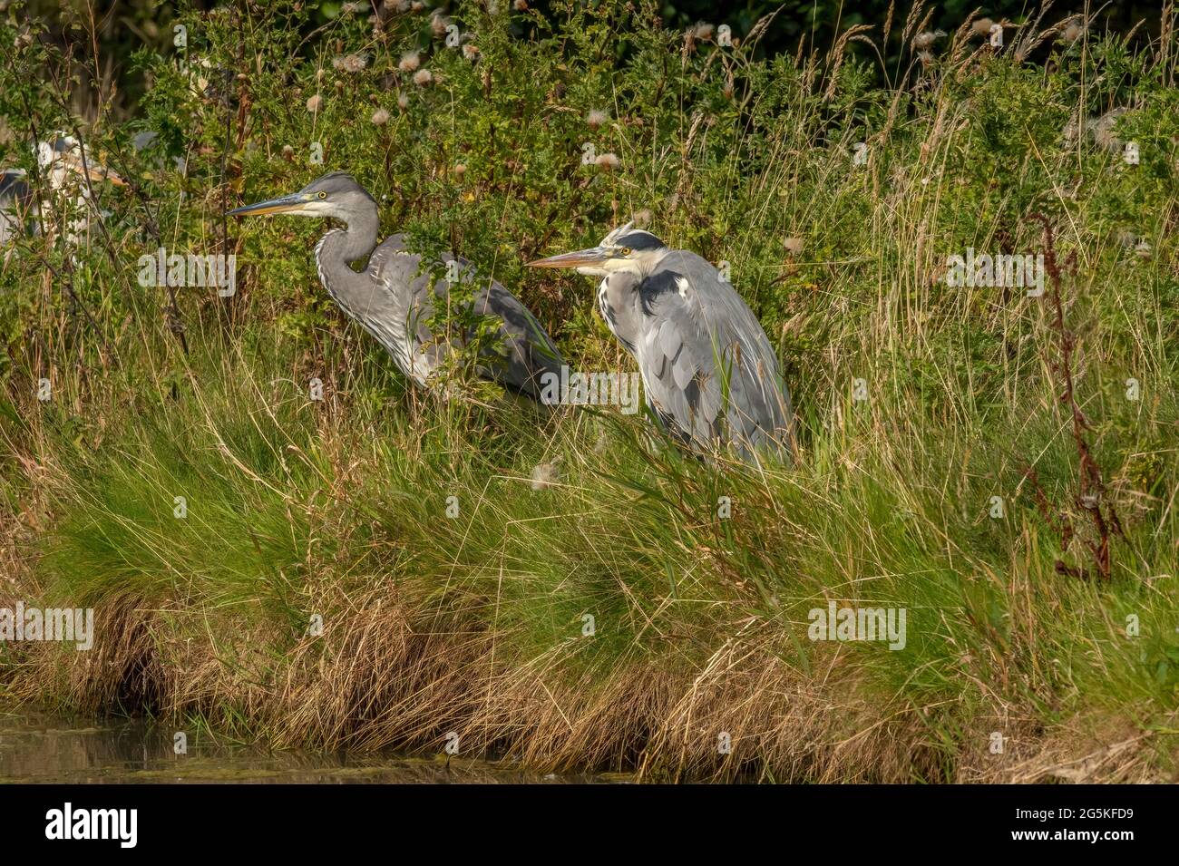Reiher, auf dem Gras neben einem Teich, schließen sich im Herbst in Schottland aus Stockfoto