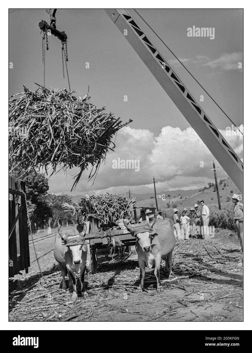 ZUCKERROHR Guanica aus den 40er Jahren, Puerto Rico. Laden von Zuckerrohr vom Ochsenkarren zum Eisenbahnwagen, um zur Zuckerfabrik gebracht zu werden Arbeiter im Lebensmittelbereich Jack Delano Fotograf 1942. Januar Zweiten Weltkrieg Puerto Rico - Ponce Municipality - Guanica Stockfoto