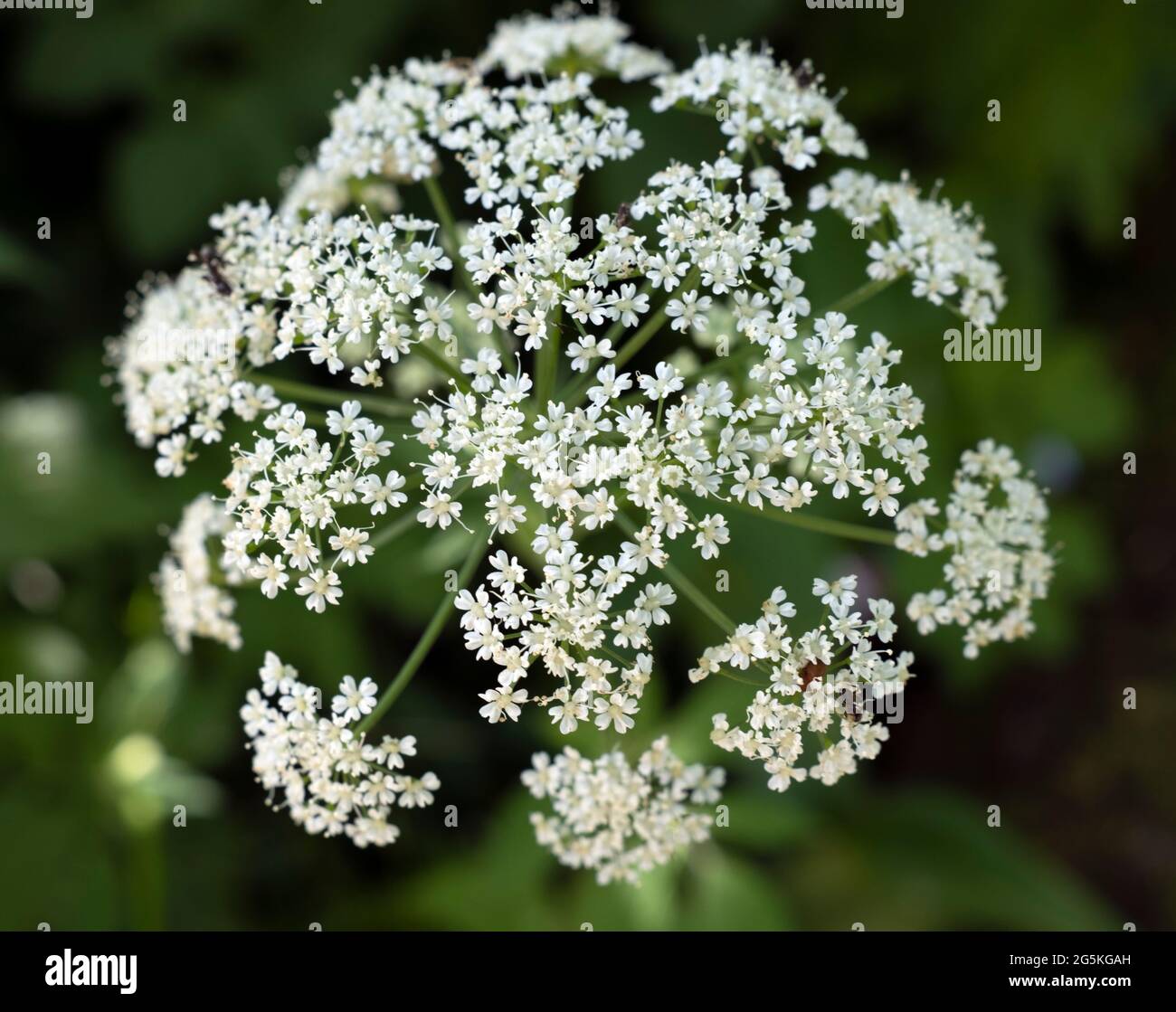 Aegopodium podagraria, gemeinhin Ground Elder genannt, auch bekannt als Bishop's Weed, Goutweed, Gicht Wort, English Masterwort und Wild Masterwort Stockfoto