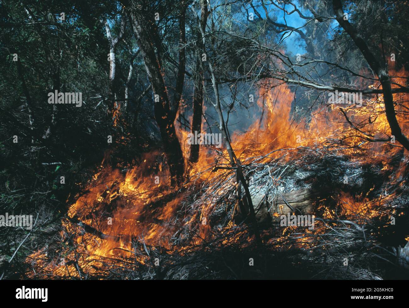 Australien. New South Wales. Royal National Park. Buschfeuer. Stockfoto