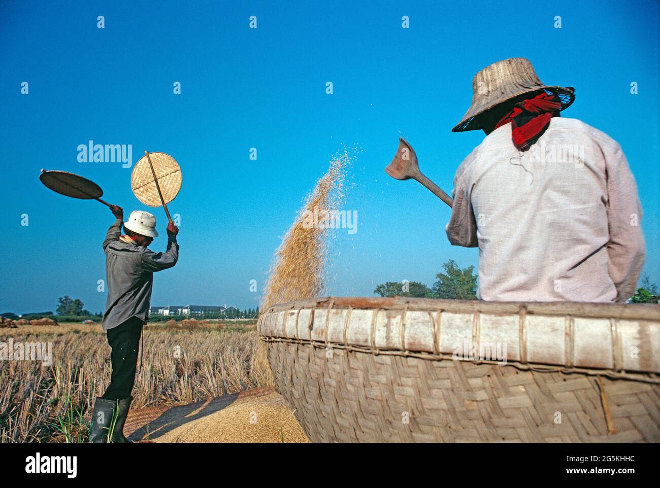 Thailand. Chiang Mai. Traditionelle Bio-Reisernte. Bauern, die Getreide vernähen. Stockfoto