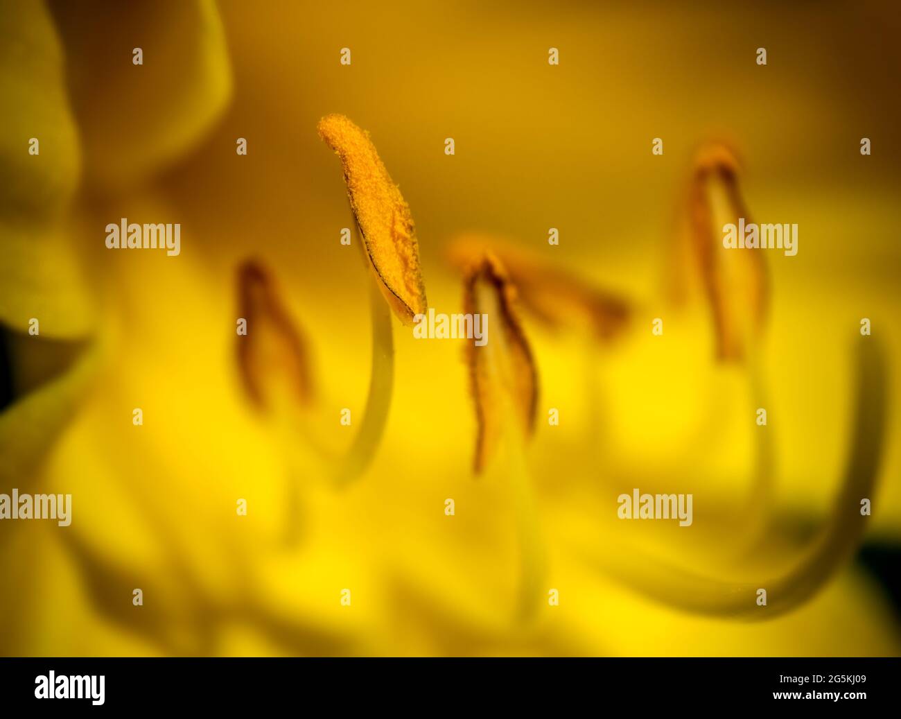 Makrodetail von Pflanzenanthern, Staubgefäßen mit Pollen. Stockfoto