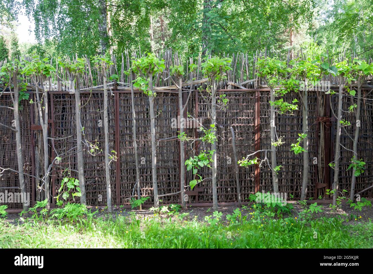 Gewebter Holzzaun EIN Holzzaun, aus Birkenzweigen gewebt, in einem üppigen grünen Wald. Geringe Schärfentiefe. Zaun Weidenbusch Stock Bilder, royalt Stockfoto