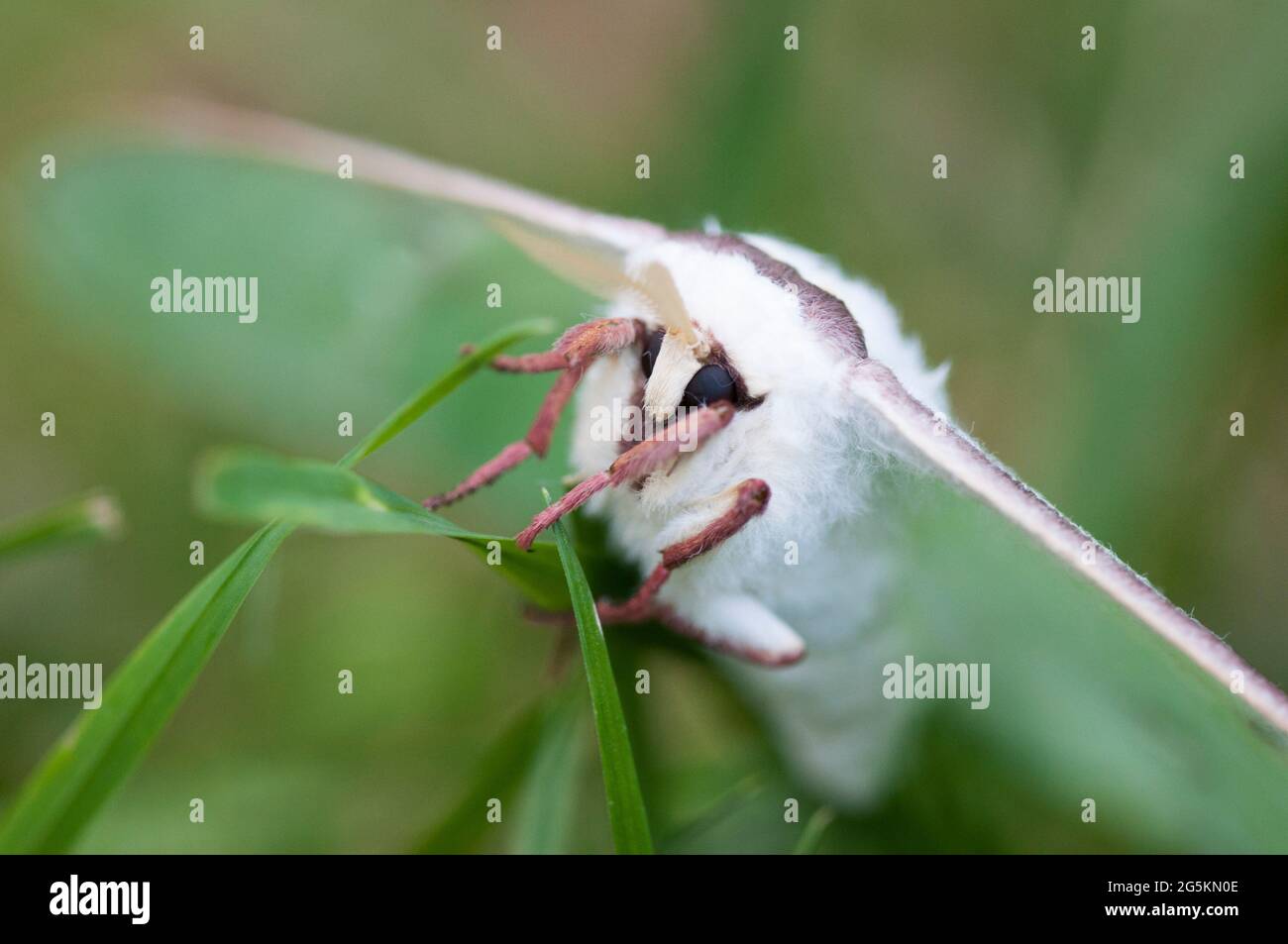 Super Nahaufnahme des Gesichts von Luna Moth (ACTIAS luna) Stockfoto