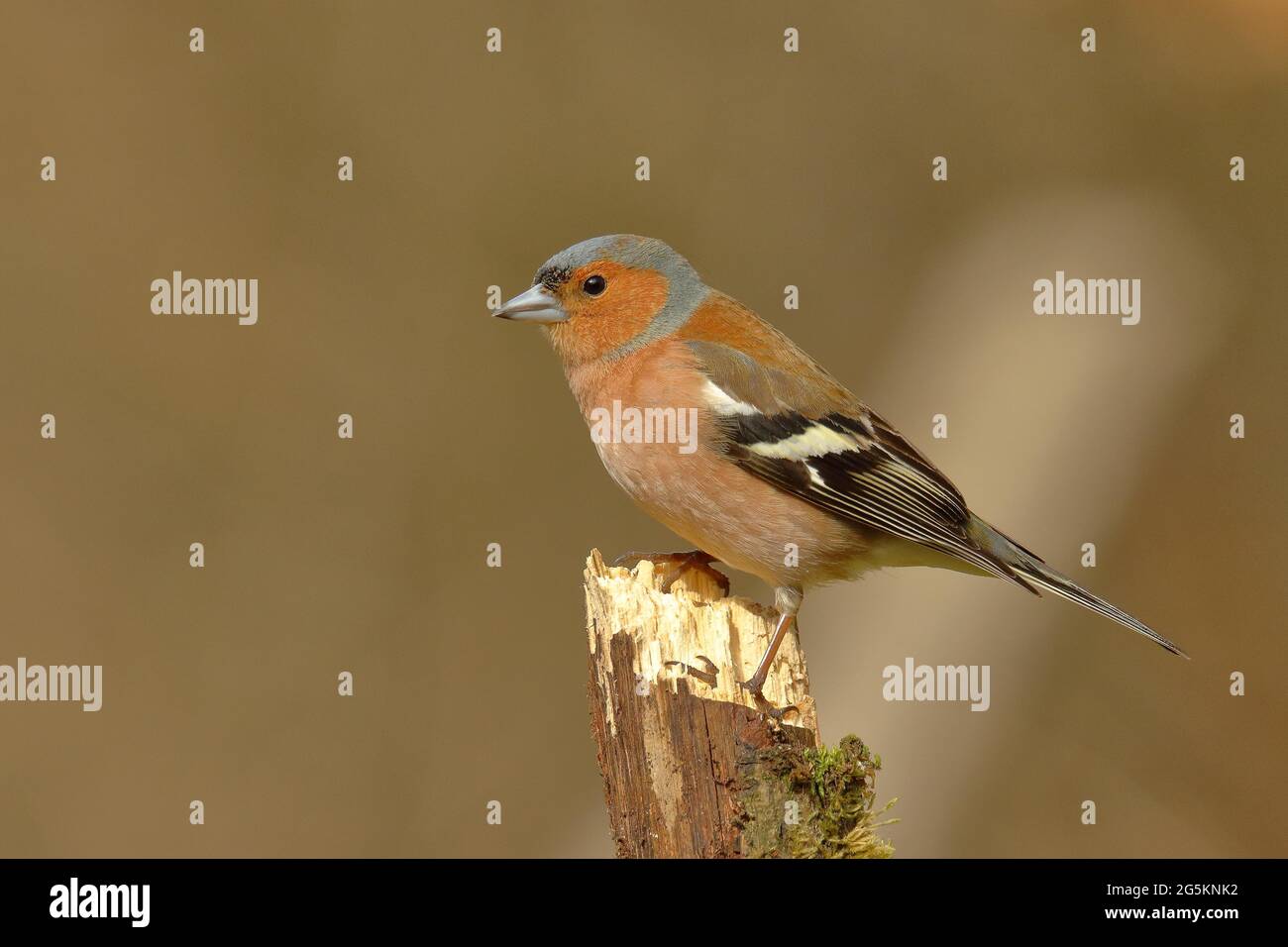 Buchfink (Fringilla coelebs), männlich, auf einem alten Baumstumpf sitzend, Wilden, Nordrhein-Westfalen, Deutschland, Europa Stockfoto