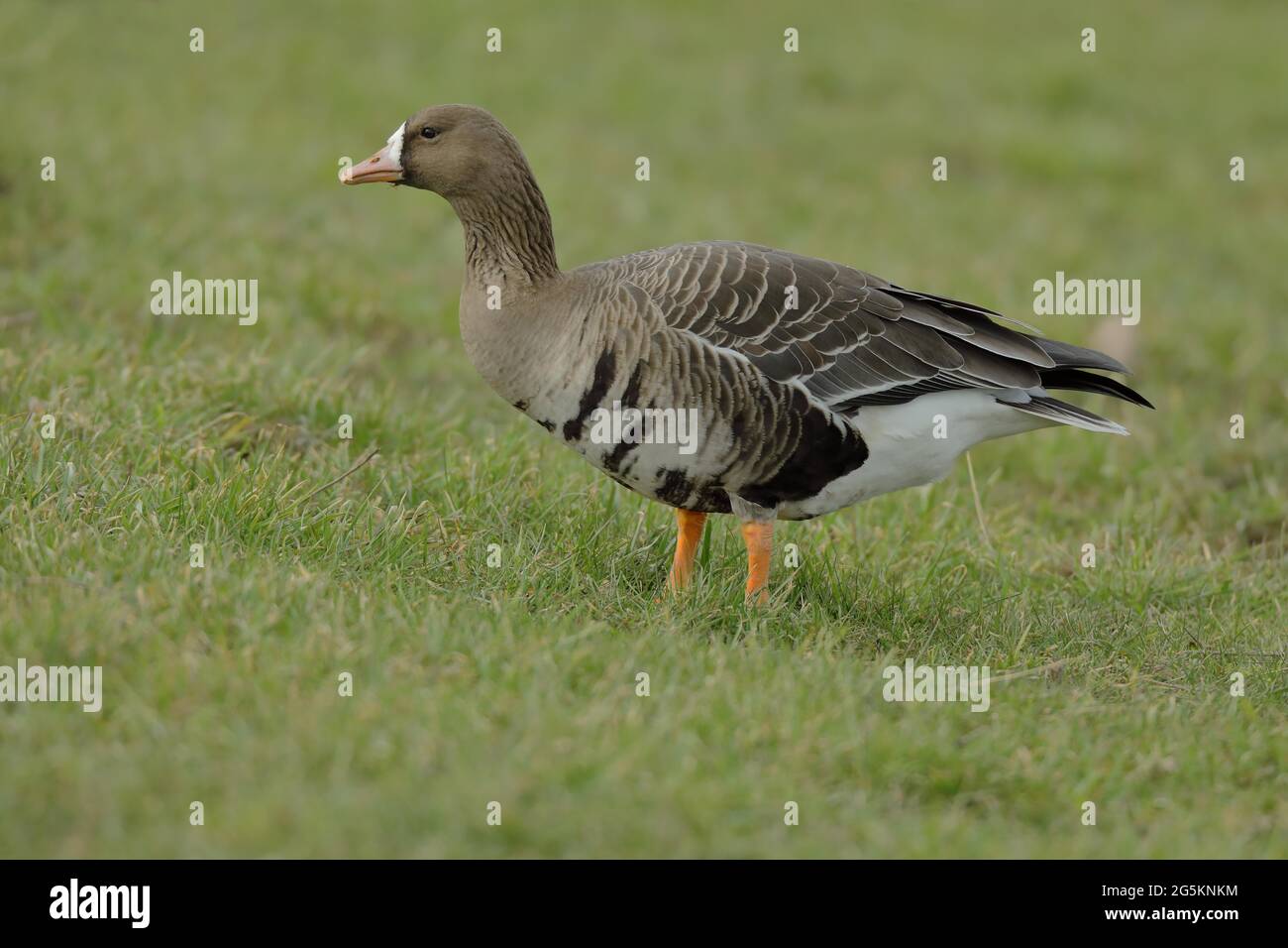 Großstirngans (Anser albifrons) auf einer Wiese stehend, Bislicher Insel, Nordrhein-Westfalen, Deutschland, Europa Stockfoto