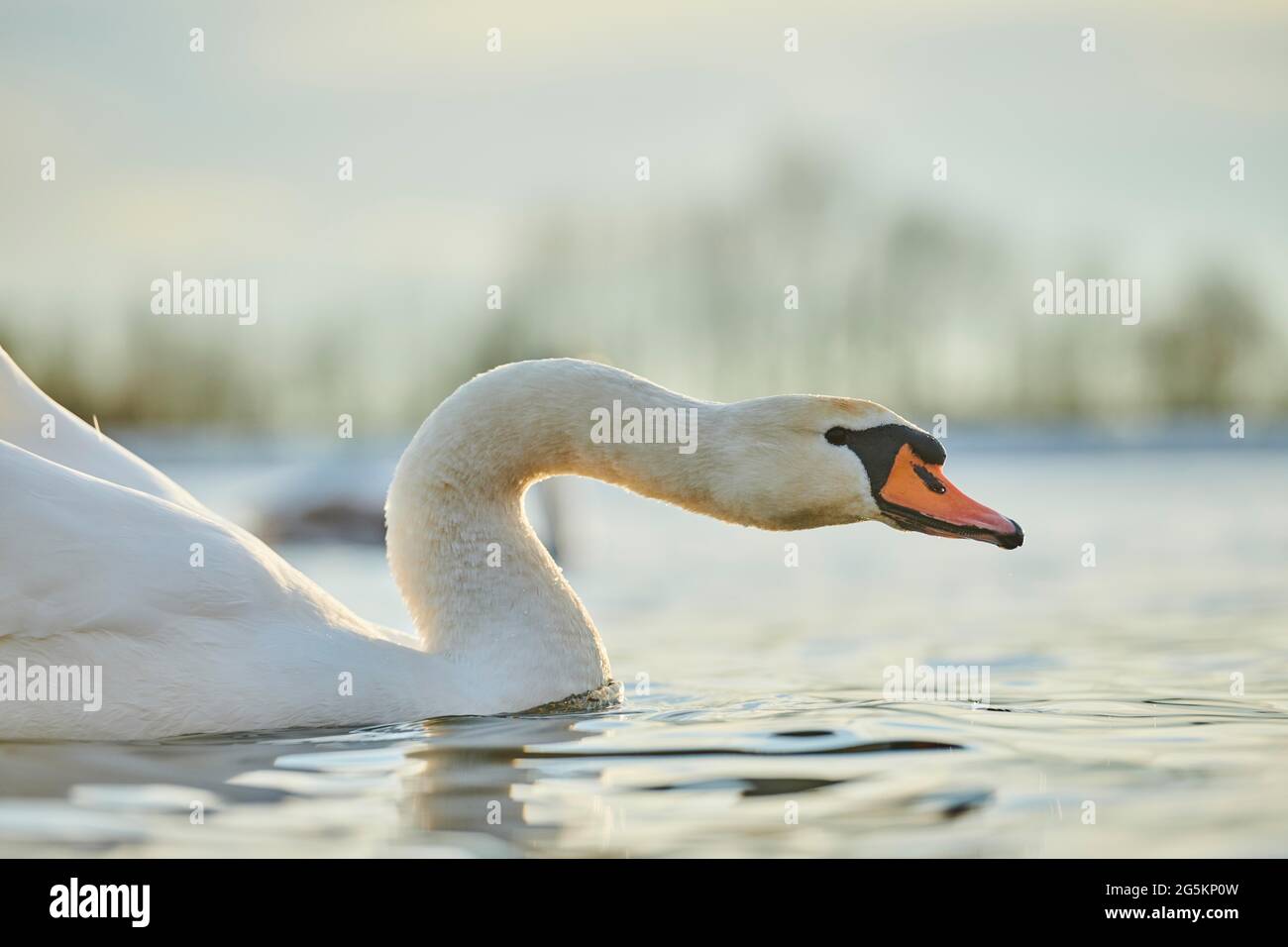 Muter Schwan (Cygnus olor) schwimmt im Wasser, Bayern, Deutschland, Europa Stockfoto