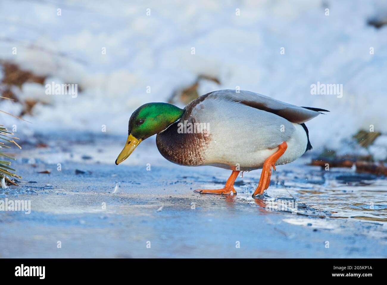 Mallard (Anas platyrhynchos) steht auf einem gefrorenen See, Bayern, Deutschland, Europa Stockfoto