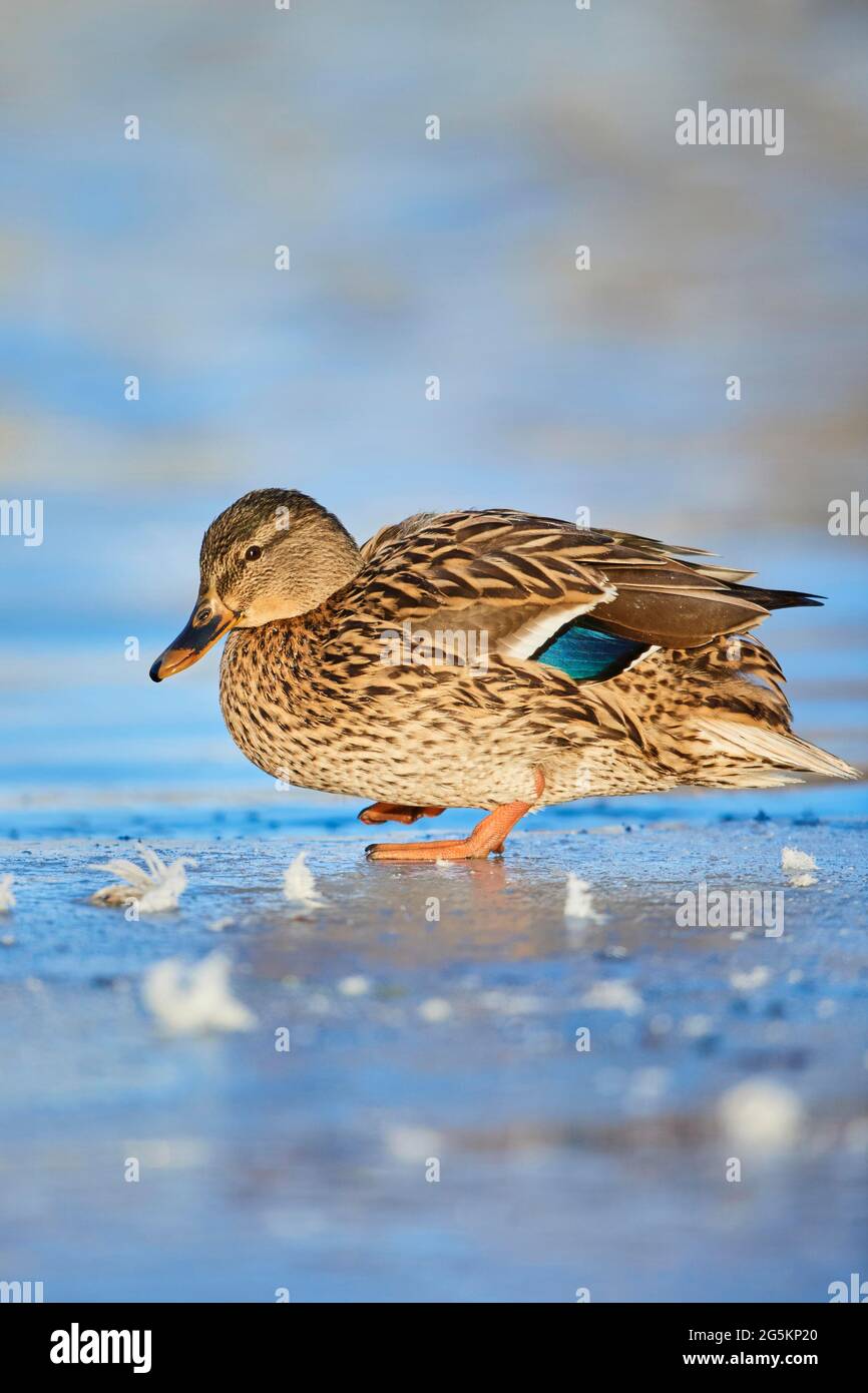 XWMallard (Anas platyrhynchos) Weibchen steht auf einem gefrorenen See, Bayern, Deutschland, Europa Stockfoto