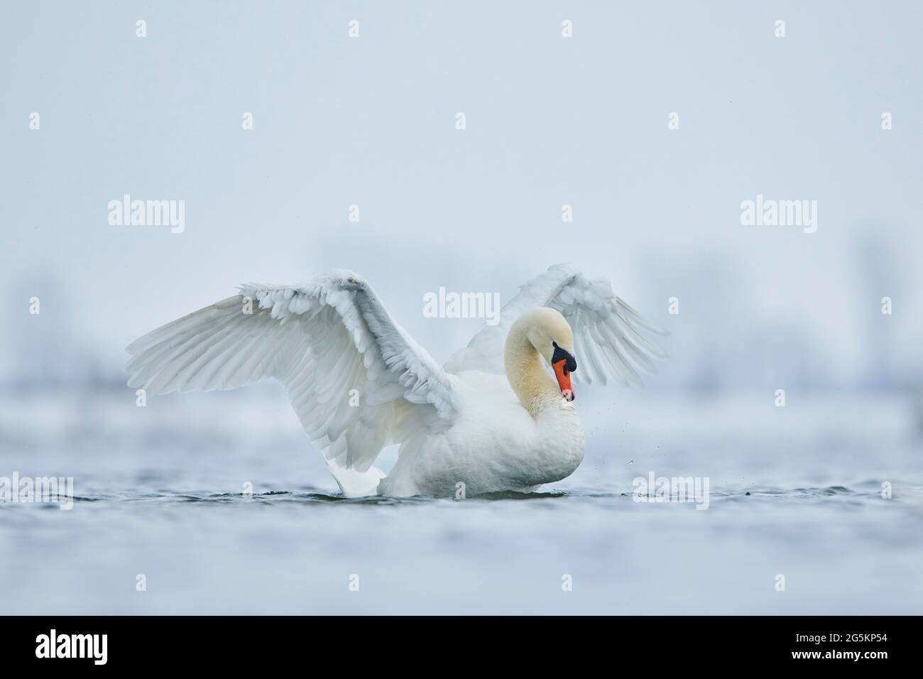 Der mute Schwan (Cygnus olor) flattern Flügel im Wasser, Bayern, Deutschland, Europa Stockfoto