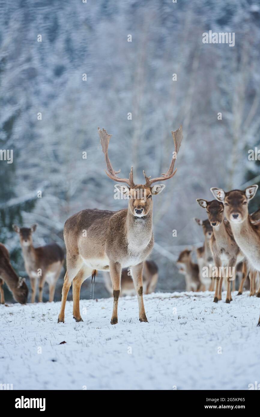 Damadama auf einer verschneiten Wiese, gefangen, Bayern, Deutschland, Europa Stockfoto