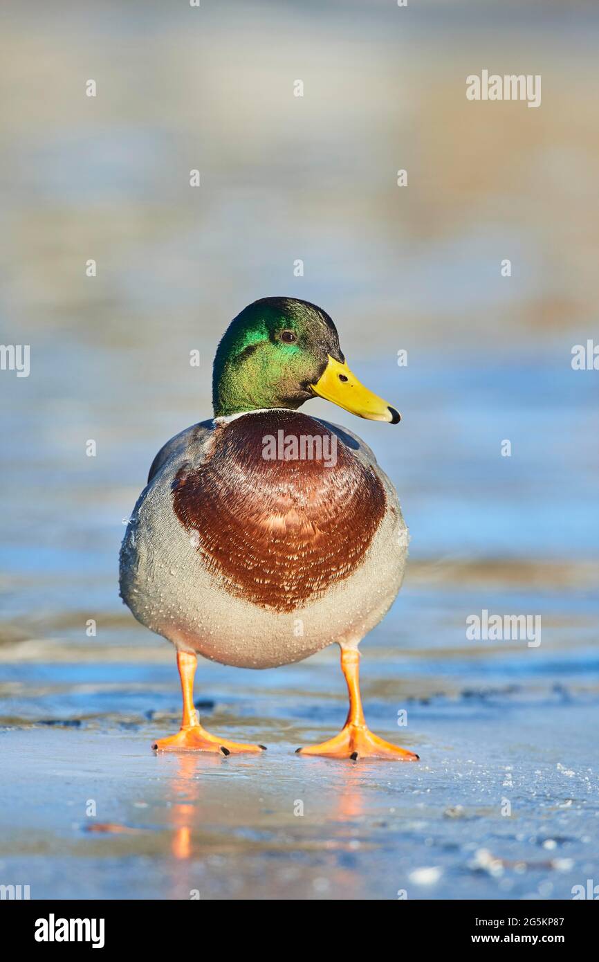 Mallard (Anas platyrhynchos) Männchen steht auf einem gefrorenen See, Bayern, Deutschland, Europa Stockfoto